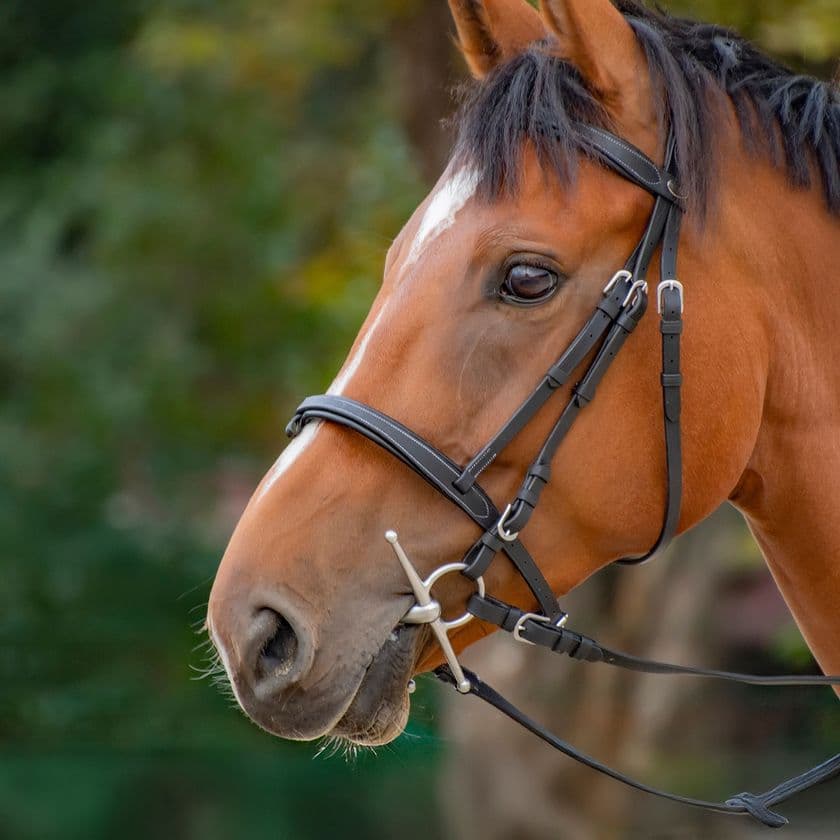 Horse in tack, looking right to left