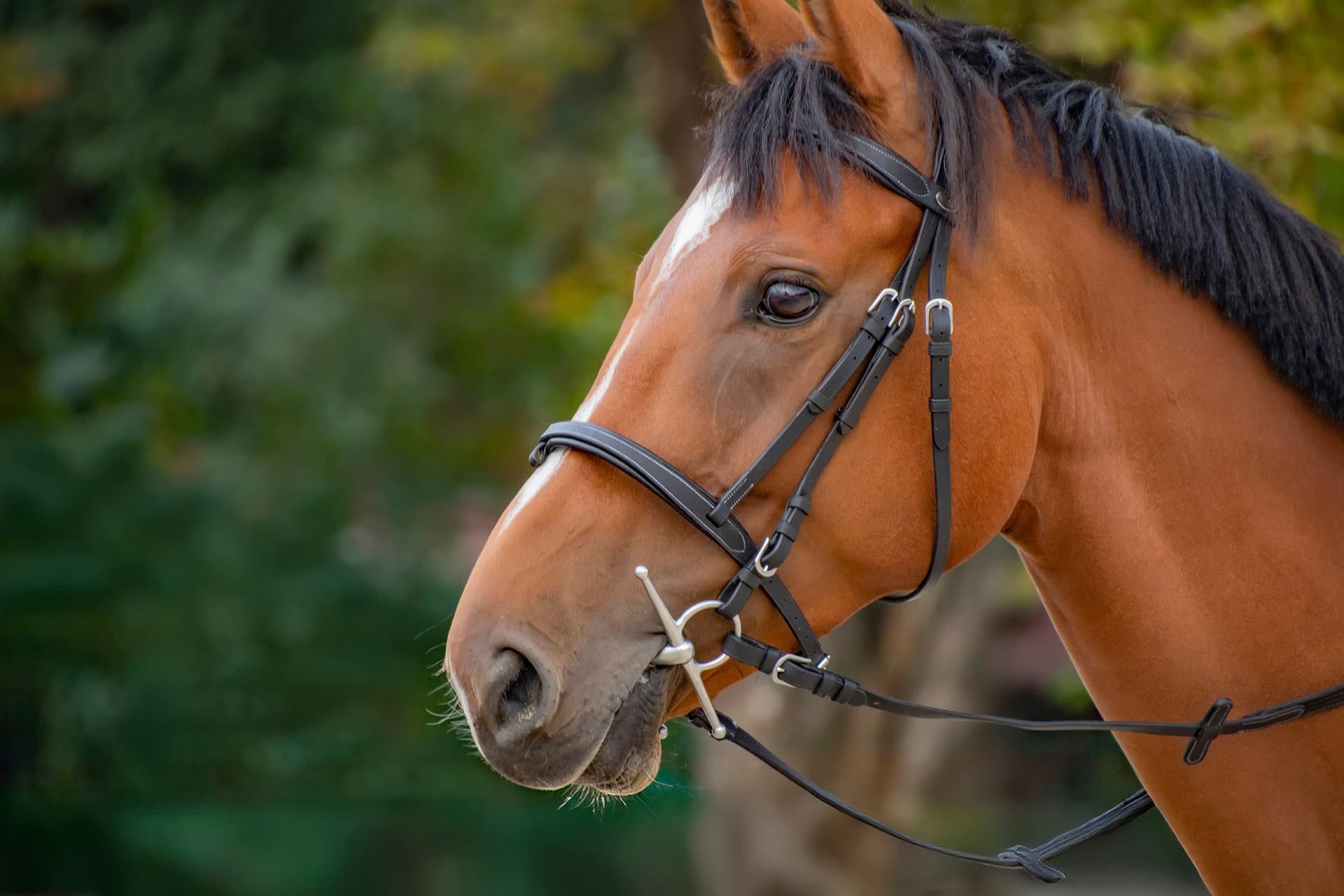 Horse in tack, looking right to left
