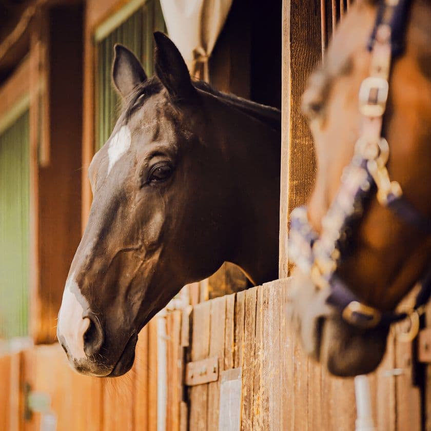 Horses sticking their heads over barn doors