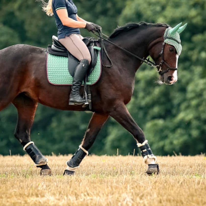 Rider in blue outfit on a trotting dark brown horse with green gear, moving across a grassy field with trees in the background.