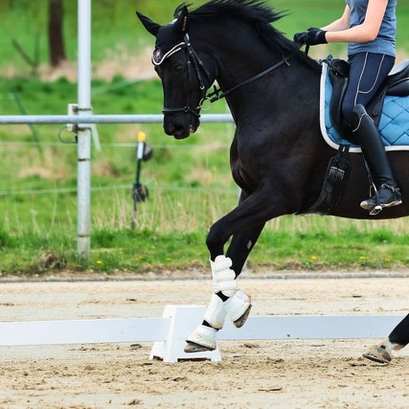 A person is riding a black horse with protective leg gear in an outdoor arena. The horse has a blue saddle pad and is performing dressage.
