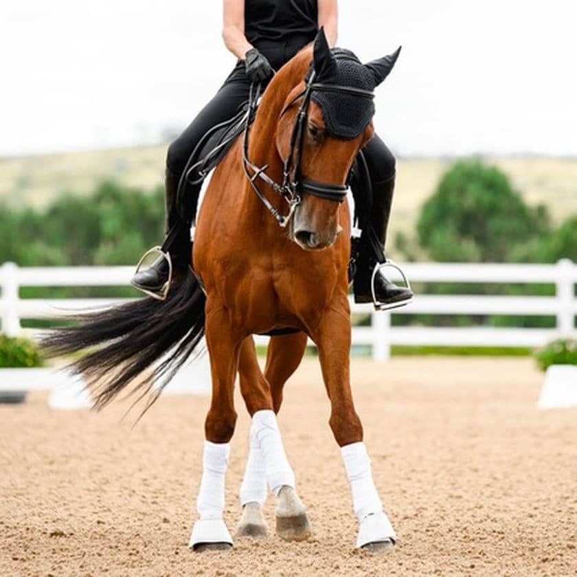 A brown horse with a black mane performs dressage, ridden by a person in black attire, in a sandy arena with a white fence.